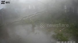 40-yr-old tree broken off by strong winds as storms hit southern China
