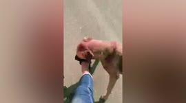 Pet dog refuses to let go of owner's foot as she leaves home