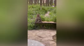 Wild monkey at large after attacking pet dog and its owner in university in China