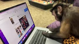 Sasha the Capuchin Monkey Working on Her Facebook