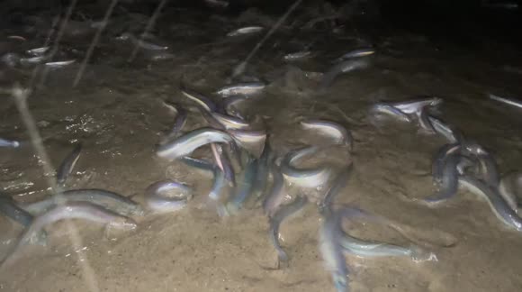 Fish swarm Californian beach to spawn during full moon