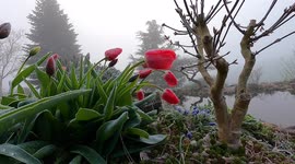 Tulip fight against freeze