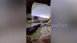 Huge monitor lizard hides in toilet seat after falling through family's ceiling