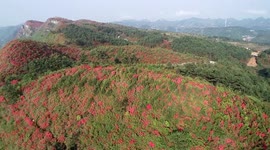 Blooming flowers paint mountain with a shade of red in China