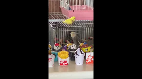Pet Cockatiel Loves to Sing and Play Peek-A-Boo With Baby Lovebirds