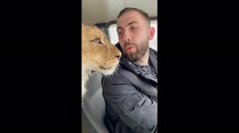 Lioness licks her owner in the car!