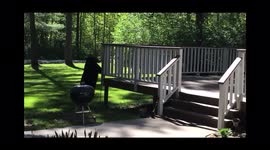 3 Legged Mama Bear Empties Hummingbird Feeder