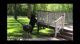 3 Legged Mama Bear & Cub Vs Hummingbird Feeder