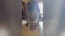 Curious cat ignores own water bowl to jam its head into its owner's glass to drink from there instead