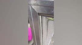 Iguana sits upright on wall of breeding box