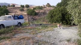 Animal Antics - Young dog playing in the garden with a stump of wood, creating dust and having the time of her life chasing and throwing the stump around in the garden