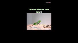 'RUTHLESS, GIGANTIC praying mantis COMPLETELY OBLITERATES its prey *TIMELAPSE*'