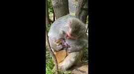 Adorable video of monkey mother cutely caring for her cub in China