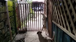 Smart dog opens gate and escapes with pet friends