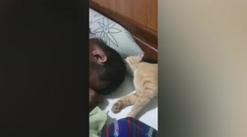 Affectionate pet cat licks owner's head who was resting on bed