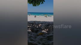 French bulldog lies still like a statue while being covered in beach sand