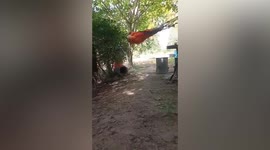 Buddhist monk's hammock snaps sending him falling to ground
