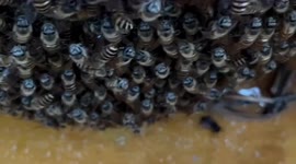 Man gives honey to bees after finding them swarm in his vacant house in China