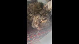 Sleeping snoring cute Mainecoon cat waking up and looks tiered