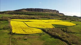 Drone Captures Beautiful Rapeseed Field