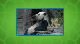 Bamboo Bread Is a Favorite Food For These Panda