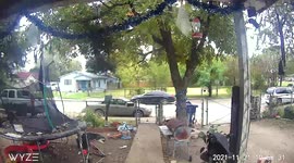 Shadow Creature Dives off tree in my front yard