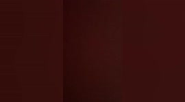 Lazy pet cat pretends to be tired like she worked all day in office