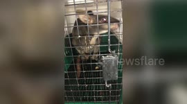 Exotic monkeys and wallaby rescued from smugglers in northeastern India