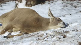Watch reindeer experience snow for the first time