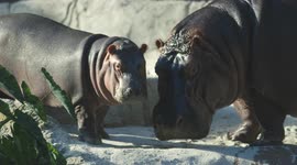 Check out the first steps of a hippo
