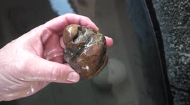 Fossil hunter finds strange rock on beach and reveals ancient whale bone