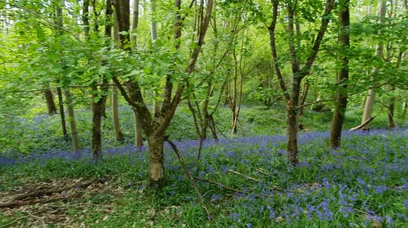 Spectacular bluebells display in an ancient woodland in Cambridgeshire