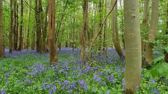 Spectacular bluebells display lasting only 2 weeks in a year