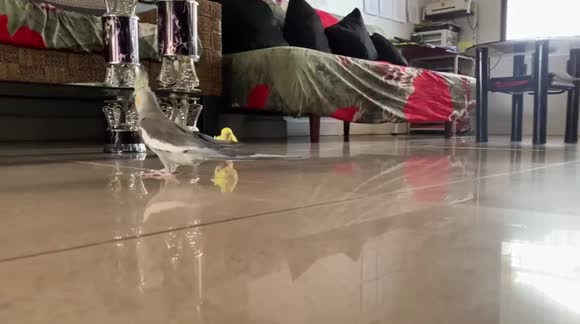 A Rescue Baby Parakeet Chasing Her Cockatiel Stepsisters