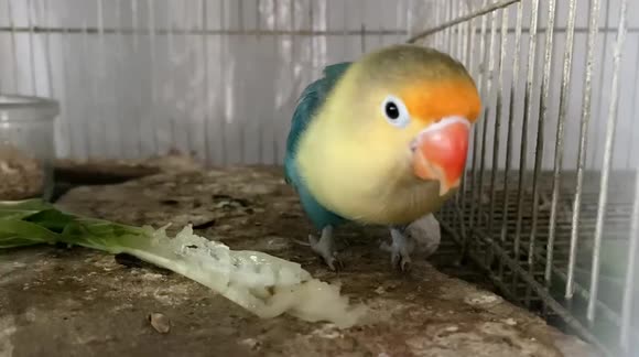 ASMR Eating Show of Lovebirds Eating Chinese Cabbage