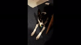 I want to eat dinner too...backchatting dog.