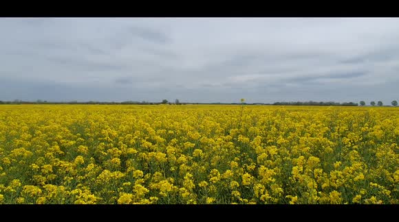 Yellow peril! Summer’s here and our fields are ablaze with vivid carpets of oilseed rape. It looks pretty — until you learn it’s dripping with chemicals that kill bees, pollute waterways and can make humans ill.