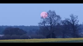 Beautiful full moon raises over colorful rapeseed field