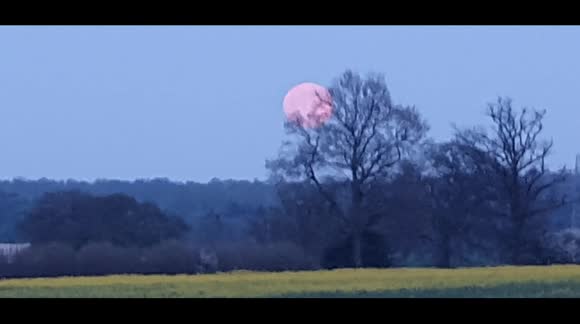 Beautiful full moon raises over colorful rapeseed field
