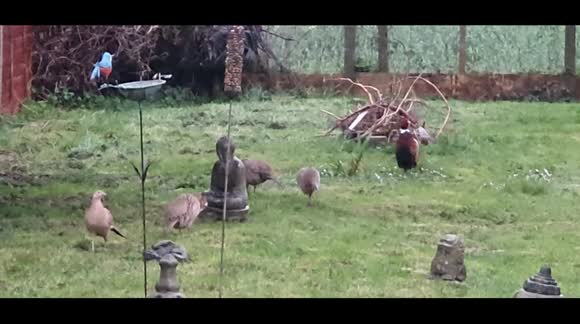 Wild pheasants randomly entered my back yard