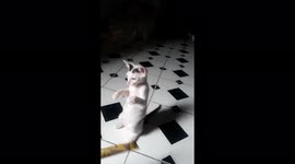 The cat sat up and tried to take the candy bar from the man but failed