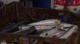 Factory in Gaza City prepares quantities of Fesikh to be sold on Eid.