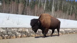 Large Bison Spotted Along the Alaska Highway