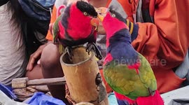 Hunting for Crooked Beaks (Parrot/Black-Headed Kasturi) in a Village in Indonesia is getting crazier