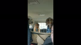 Hilarious moment dog walker gets stare down from 5 dogs waiting for her to drive