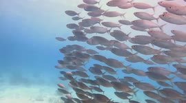 A school of fish circled a diver. Diver got distracted. Bonaire Saltpier
