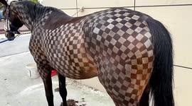 Chequeredmate! Chinese vet shaves chessboard pattern into horse