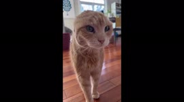 Cat gets both ears REMOVED after tumour but is now happier than ever