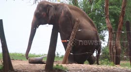 3 lags elephant namal  using artificial leg  for disable leg