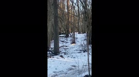 Two dogs follows and runs together with bike rider girl in winter down the hill